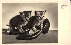 Auf der Lauer - Kittins in Shoes Postcard