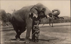 Temple Elephant Postcard