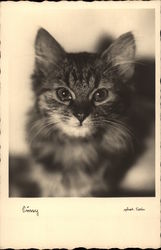 Prissy - Kitten Postcard