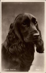 Cocker Spaniel Postcard