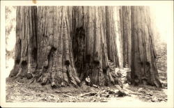 The Seagate Grove California Sequoia & Kings Canyon National Parks Postcard Postcard