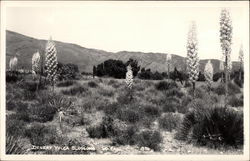 Desert Yucca Blossoms Postcard