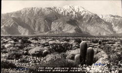 Mt. San Jacinto from the Cactus Garden Postcard