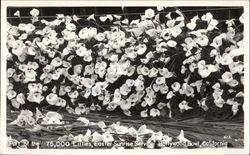 75,000 Lillies, Easter Sunrise Service, Hollywood Bowl California Postcard Postcard