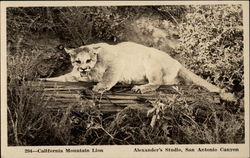 California Mountain Lion Lions Postcard Postcard