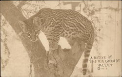 A Native of the Rio Grande Valley Cats Postcard Postcard