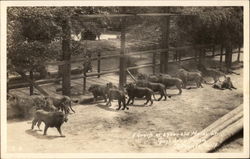 Group of Year Old Males, Gay's Lion Farm Postcard