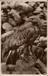 The Golden Eagle of the Scottish Highlands Postcard