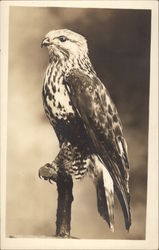 Hawk Birds Postcard Postcard