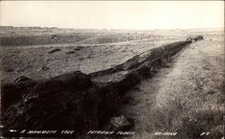 A Mamoth Tree, Petrified Forest, Arizona Postcard