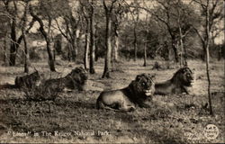 Lions in The Kruger National Park Postcard