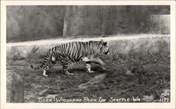 Tiger, Woodland Park Zoo Seattle, WA Postcard Postcard