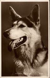 German Shepherd Dogs Postcard Postcard