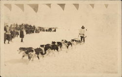 Dog Sled Team Dogs Postcard Postcard