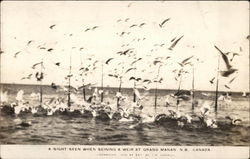 Sight Seen when Seining a Weir Postcard