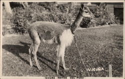 Vicuna Native Postcard