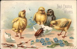 Four Chicks and a Beatle by an Eggshell With Chicks Postcard Postcard