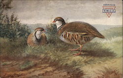 Red-Legged Partridge Postcard