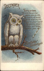 December - Snowy Owl, Turquoise Birthday Postcard Postcard