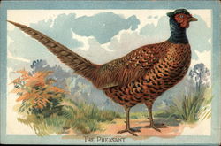 The Pheasant Birds Postcard Postcard