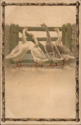 Gaggle of Geese Birds Postcard Postcard