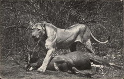 Lion and Inyala Lions Postcard Postcard