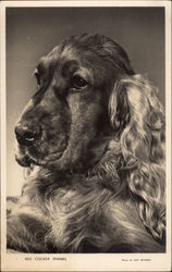 Red Cocker Spaniel Postcard