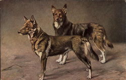 Two Brown Dogs Postcard Postcard