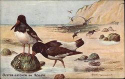 Oyster-Catcher or Sea-Pie Postcard