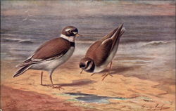 Ringed Plover Postcard