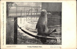 Young Elephant Seal Postcard