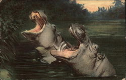 Hippopotamus and Young Postcard Postcard