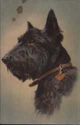 Scotch Terrier Scottish Terriers Postcard Postcard