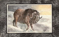 Musk Ox Postcard