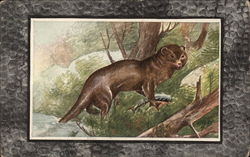 Otter (Lutra canadensis) With Fish Postcard