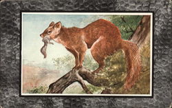 American Sable or Marten (Mustela Americana) Postcard