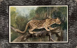 Ocelot on a Tree Branch Postcard