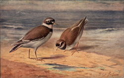 Ringed Plover Postcard