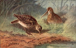 Game Birds: the Common Snipe Tuck's Oilette Series Postcard Postcard