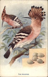 The Hoopoe - British Birds and their Eggs Postcard