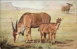 Elands Postcard