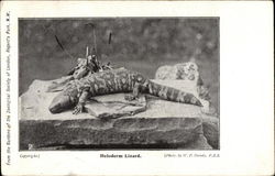 Heloderm Lizard on Rock Postcard