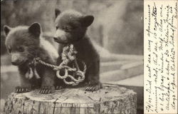 Two bear cubs on tree stump Postcard