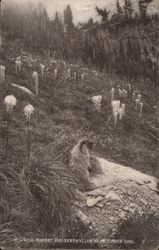 Wild Marmot and Xerphyllum near timber line Postcard