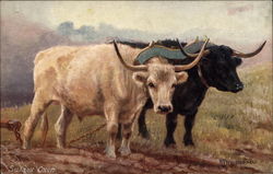 Famous British Cattle: Sussex Oxen Tuck's Oilette Series Postcard Postcard