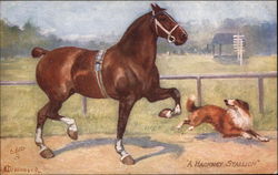 A Hackney Stallion and Dog Postcard