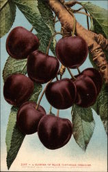 A Cluster of Black Tartarian Cherries Fruit Postcard Postcard