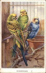 Three Budgies in a Cage Postcard