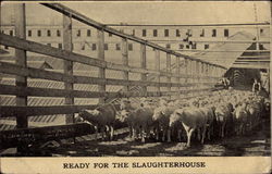 Large group of Sheep headed for Slaughter Postcard