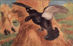 Black Game Birds Postcard Postcard